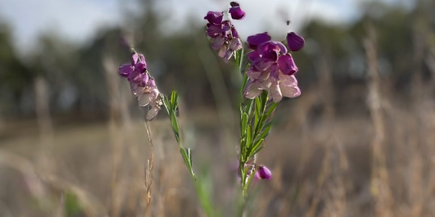Purple Wildflowers