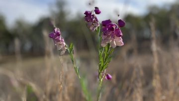 Purple Wildflowers